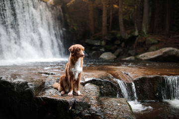 the dog at the waterfall. Pet on nature. Outside the house. Nova Scotia duck tolling Retriever, toller