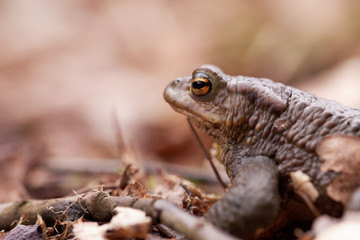 Erdkröte im Profil