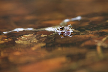 Erdkröte im Wasser