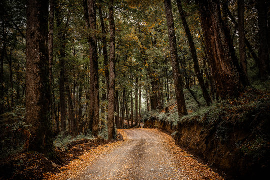 Bosque De Nothofagus