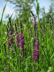 field of purple flowers