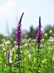lavender flowers in field