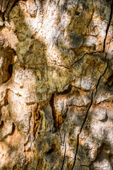 Structure and drawing of the bark of an old tree