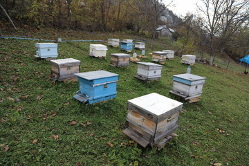 honey bee hives
