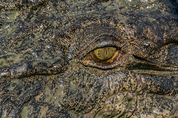 Eye of the crocodile in Kakadu National Park in Australia's Northern Territory.