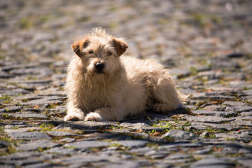 Cão em calçada de pedra