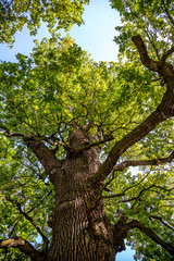 Crown of old deciduous trees in the park