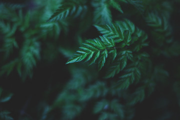 Dark green leaves / foliage - wet, rainy, and dark day