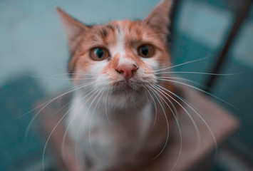 Street cat portrait, Sweet, cute kitten looking outside.