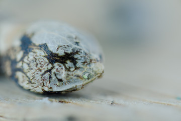 Medical Cannabis Seeds on the fresh piece of oak wood - macro view.