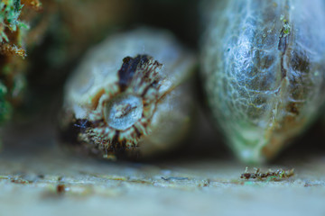 Medical Cannabis and  Marijuana Seeds on the fresh piece of oak wood - macro view.