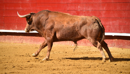 bull in spanish bullring