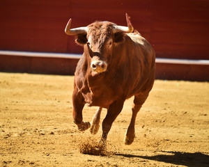 bull in spain in bullring