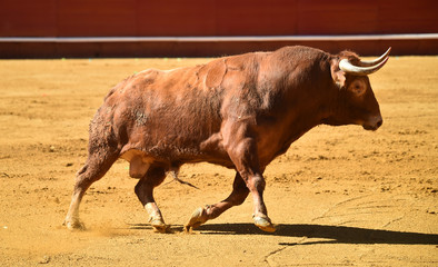 toro en españa