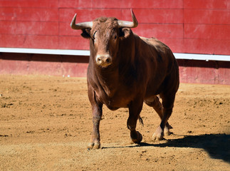 toro español