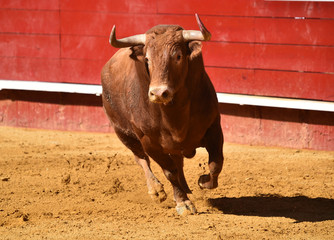 toro español en plaza de toros
