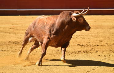 toro en españa