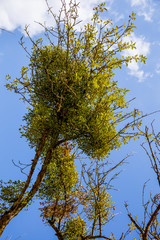 Mistletoe on top of tree