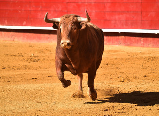 bull in spain in bullring