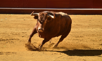 bull in spain in bullring