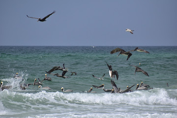 group of pelicans and seagulls feeding off the coast of florida