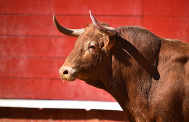 toro en plaza de toros