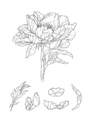 hand drawn illustration of peony flower. floral line art drawing. Use for background, scrapbooking, textiles, paper, cards, invitations, wedding.