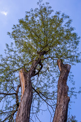 Crown of old deciduous trees in the park