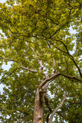 Crown of old deciduous trees in the park