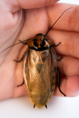Cockroach Blaberus craniifer one of the types of South American cockroaches sits on the hand of a young girl. Blaberidae of the Blaberus genus, also known as the dead head .