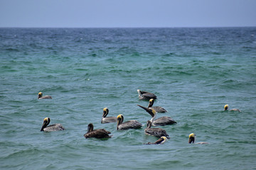 group of pelicans swimming off the coast of florida