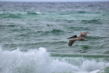 Fototapeta premium brown pelican flying over waves on the beach
