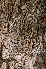 Structure and drawing of the bark of an old tree