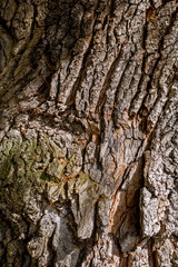 Structure and drawing of the bark of an old tree