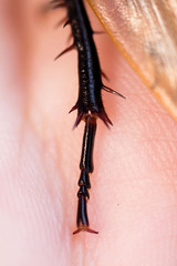 Cockroach Blaberus craniifer one of the types of South American cockroaches sits on the hand. Blaberidae of the Blaberus genus, also known as the dead head. Macro foot with claws and spines.