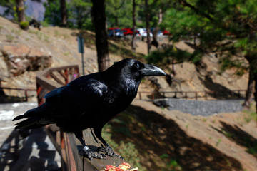 Kanarischer Kolkrabe (Corvus corax tingitanus)