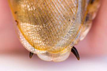Cockroach Blaberus craniifer one of the types of South American cockroaches sits on the hand. Blaberidae of the Blaberus genus, also known as the dead head. Macro. wings and back of the insect