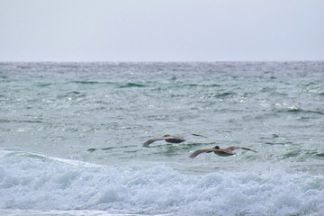 Fototapeta premium brown pelican flying over waves on the beach
