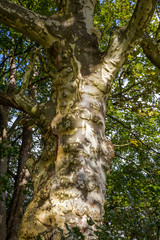 Crown of old deciduous trees in the park