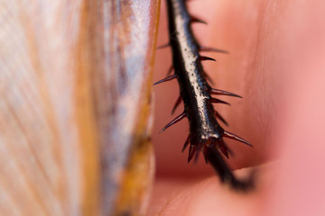 Cockroach Blaberus craniifer one of the types of South American cockroaches sits on the hand. Blaberidae of the Blaberus genus, also known as the dead head. Macro foot with claws and spines.