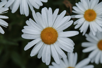 Fototapeta premium Daisies with water drops in garden.artvin savsat 