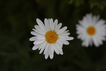 Obraz premium Daisies with water drops in garden.artvin savsat 