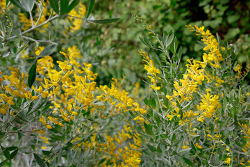 Schmalkronblättrige Teline (Teline stenopetala)