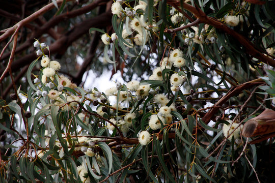 Gewöhnlicher Fieberbaum (Eucalyptus globulus), Eukalyptus
