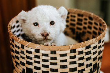 Cute white lion cub in brown basket
