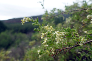 Kanaren-Mauermiere (Paronychia canariensis)