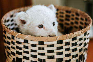 Cute white lion cub in brown basket