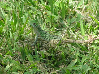 Lizard Zoo Aluxes