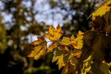 Colorful leaves of trees