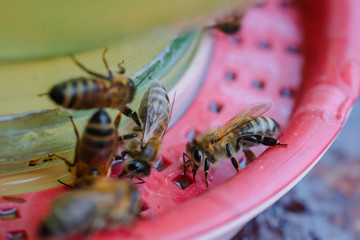 bees on a drinking bowl with sweet water. Feeding of bees during the absence of honey collection. Bees close-up on a jar of water and yellow syrup.